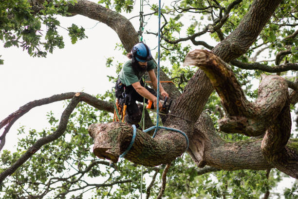 Best Tree Trimming and Pruning  in West Bradenton, FL