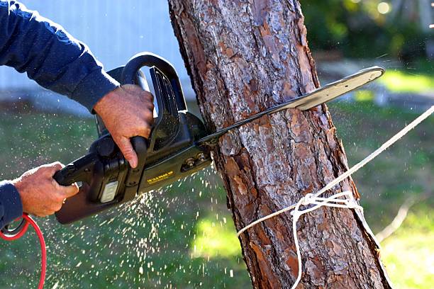 How Our Tree Care Process Works  in  West Bradenton, FL