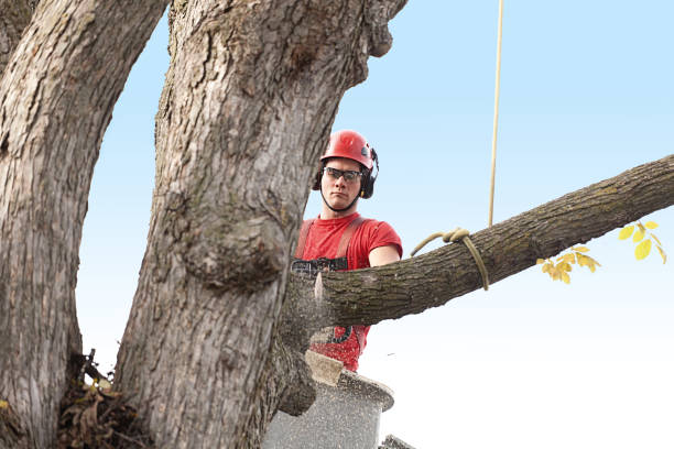 Best Fruit Tree Pruning  in West Bradenton, FL